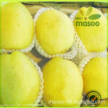 Chinese All Kinds Of Boxing Shandong Fresh Pear,Fresh Fruit Ya Pear